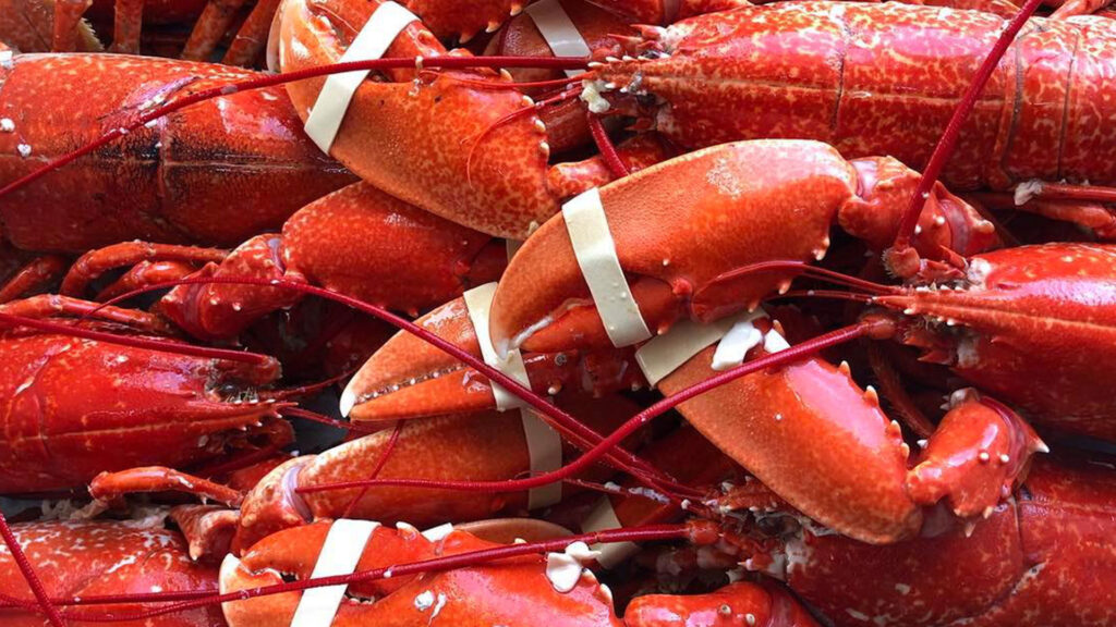 bridlington bay lobster at arnolds fisheries