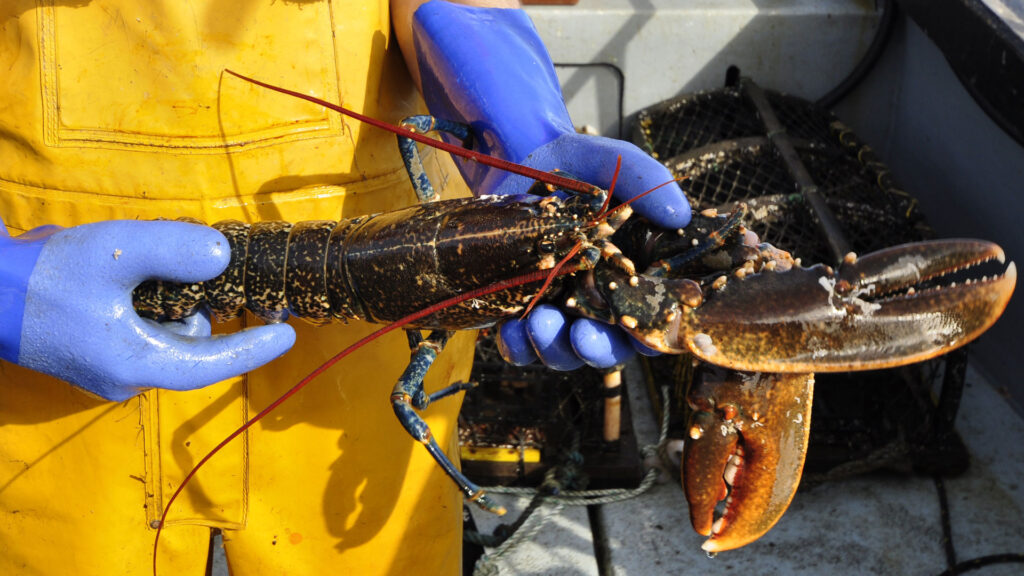 independent shellfish conpany