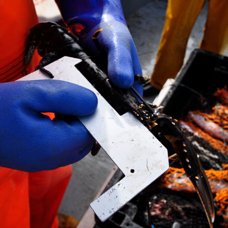 All our lobsters are carefully inspected before landing.