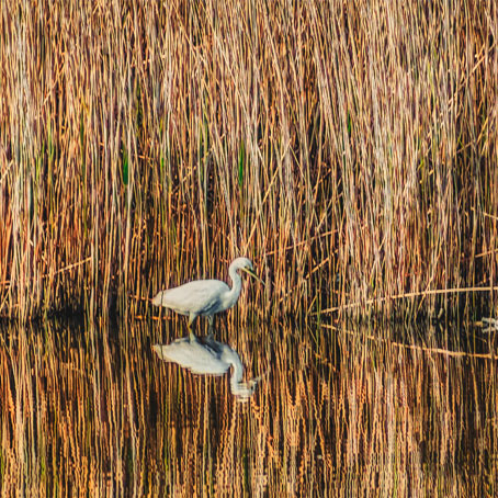 waterfowl and reeds