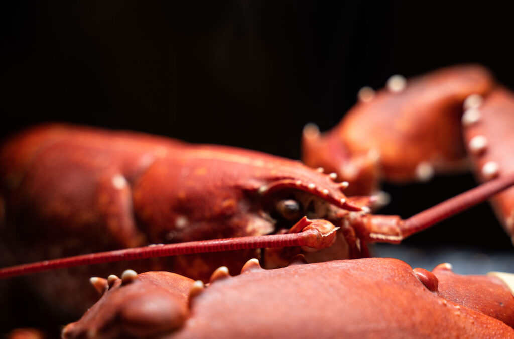 Bridlington Bay Shellfish Lobster