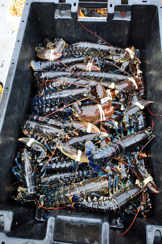 lobster catch